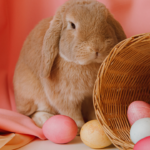 The True Meaning of Easter: Origin of Easter brown Easter bunny next to a basket full of Easter eggs