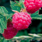 Red Raspberry Leaf Tea Plant